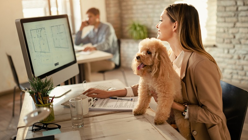 Nicht alle Hunde sind ein idealer Bürohund. Es gibt diesbezüglich durchaus Unterschiede, die auch im Gespräch mit dem Chef relevant sein können. ( Foto: Shutterstock-_Drazen Zigic )